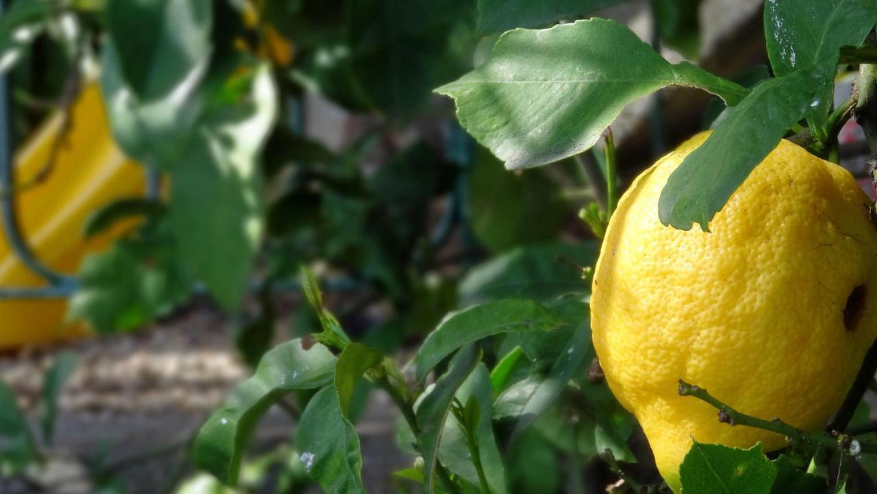 La Casa Dei Limoni Frühstückspension